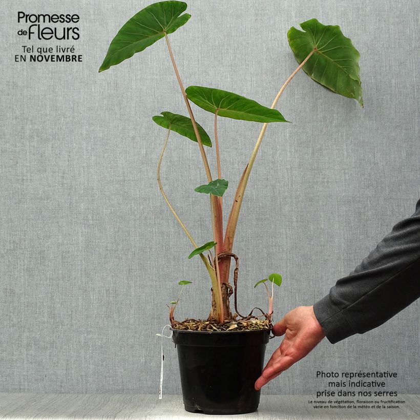 Ejemplar de Colocasia Pink China Maceta 2L/3L entregado en otoño