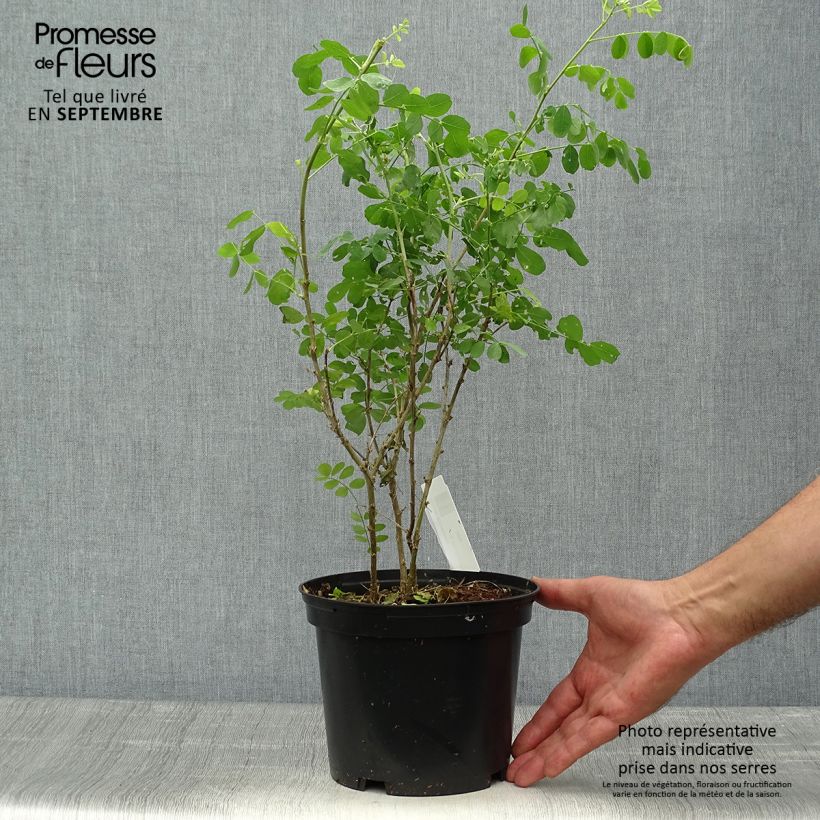 Ejemplar de Colutea arborescens - Espantalobos Maceta 2L/3LAltura de entrega aprox. 40/+cm entregado en otoño