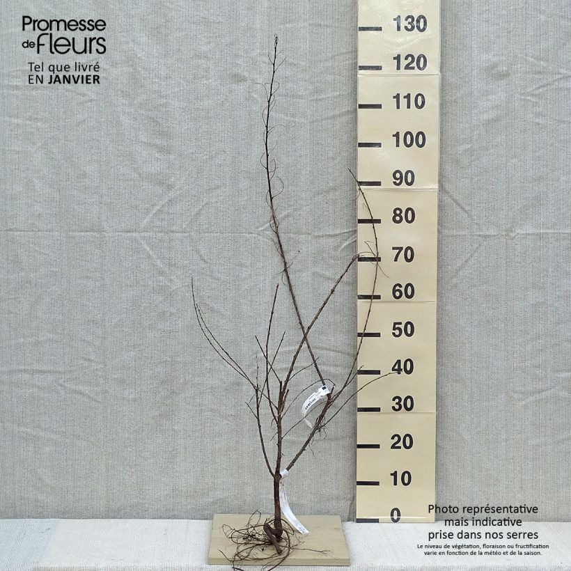 Colutea arborescens - Espantalobos Raíces desnudasAltura de entrega aprox. 60/80cm Ejemplar entregado en invierno
