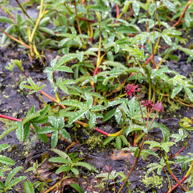 Comarum palustre - Fresa de agua (Porte)