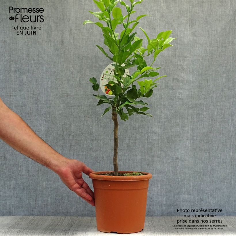 Ejemplar de Combava - Citrus hystrix Maceta 4L/5LAltura de entrega aprox. 50/60cm entregado en verano