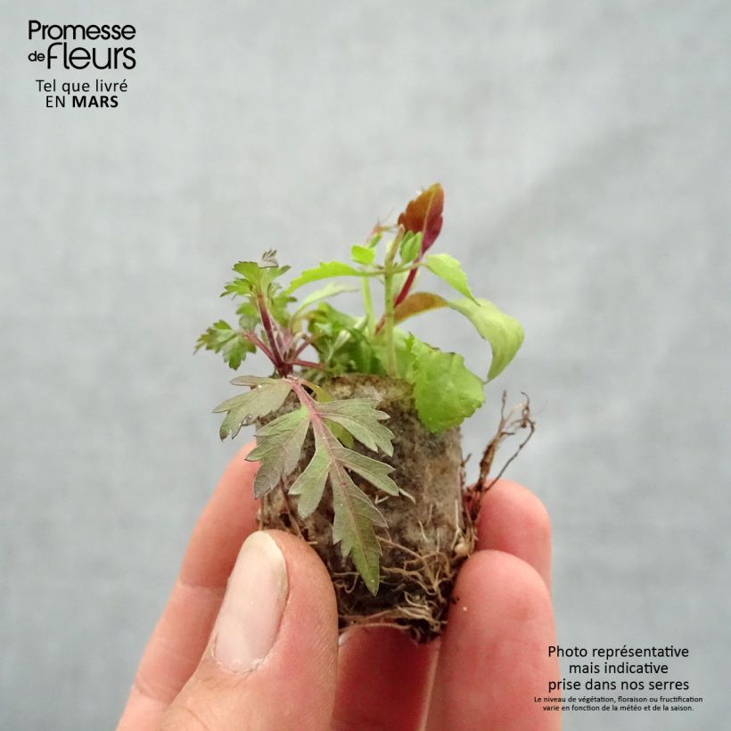 Composición Bee Fabulous - Composición de 3 plantas minicepellón: Ø 3/4 cm Ejemplar entregado en la primavera