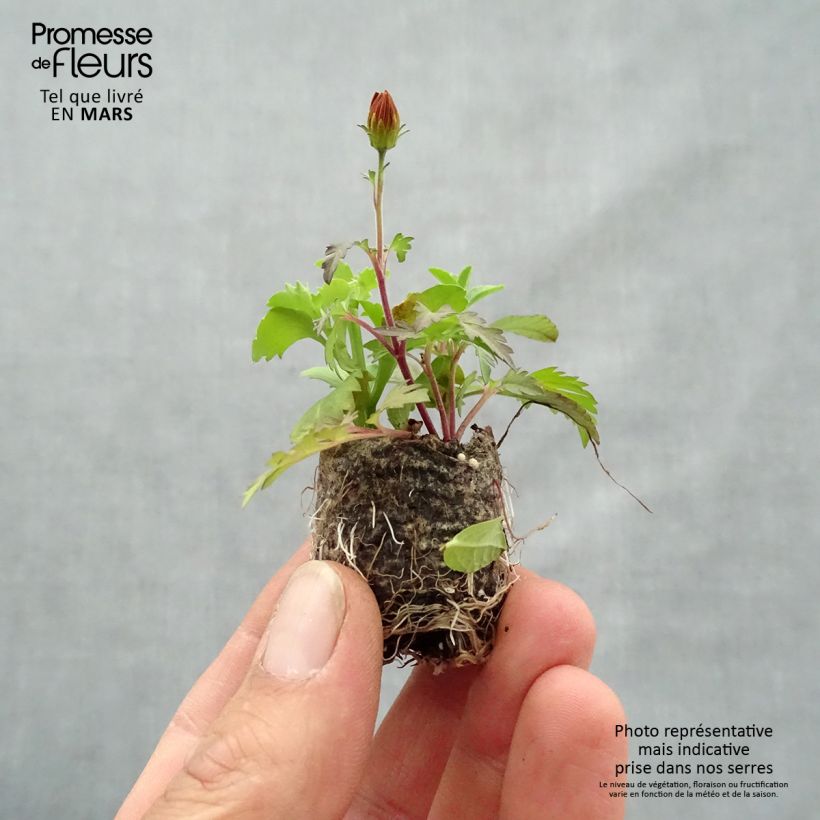 Composition Bee Licious - Composition de 3 plantes Mini-motte 3,5 cm Ejemplar entregado en la primavera