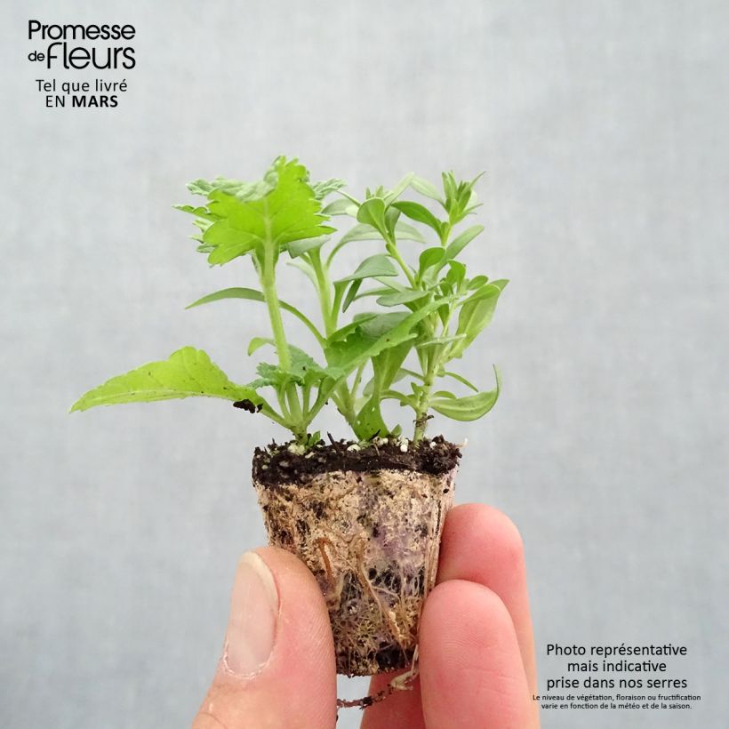 Composition Power Play - Composition de 3 plantes annuelles Mini-motte 4 cm Ejemplar entregado en la primavera