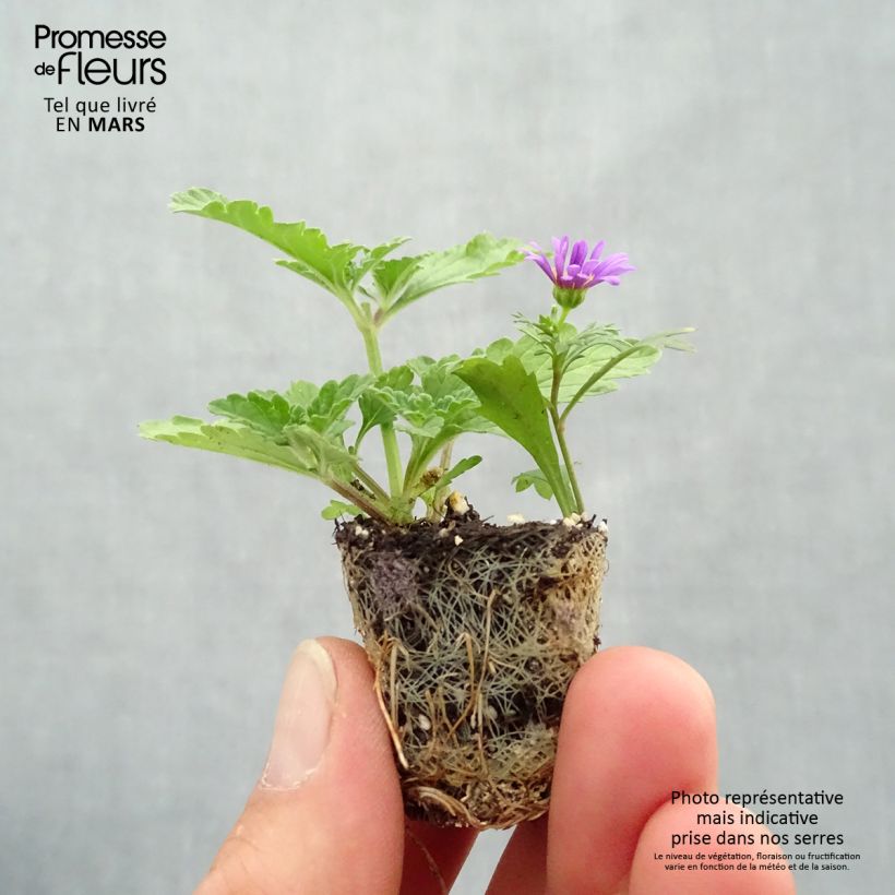 Composition Purple Rain imp. - Composition de 3 plantes annuelles Mini-motte 4 cm Ejemplar entregado en la primavera