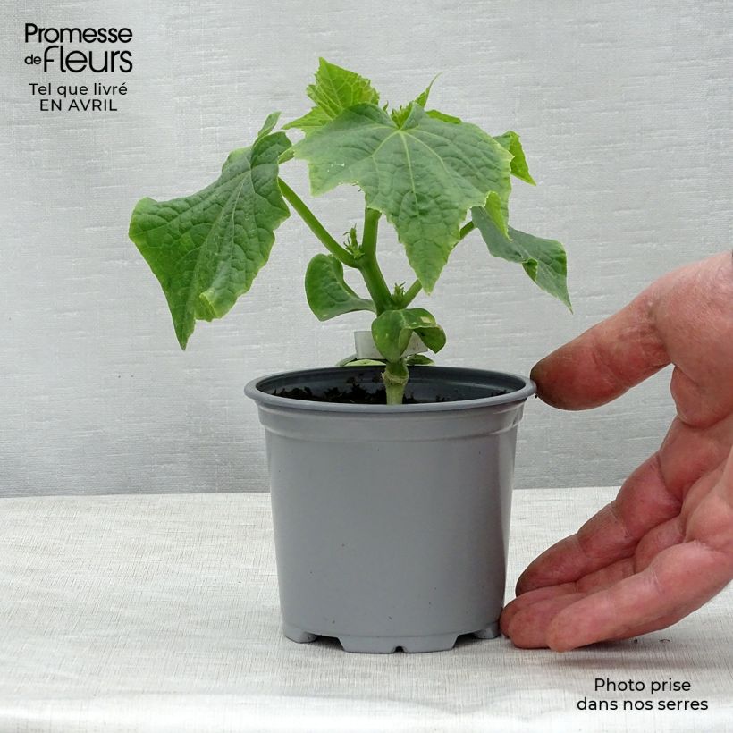 Pepino Crokdelis F1 (planta interjada) Maceta de 10 cm/11 cm Ejemplar entregado en la primavera