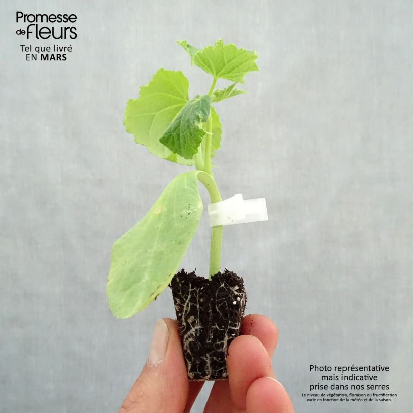 Pepino Crokdelis F1 (planta interjada) minicepellón: Ø 3/4 cm Ejemplar entregado en la primavera