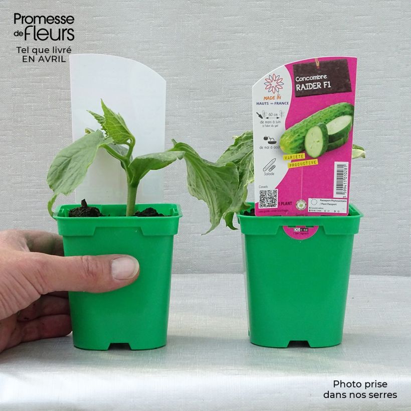 Pepino Raider F1 Maceta de 10 cm/11 cm Ejemplar entregado en la primavera
