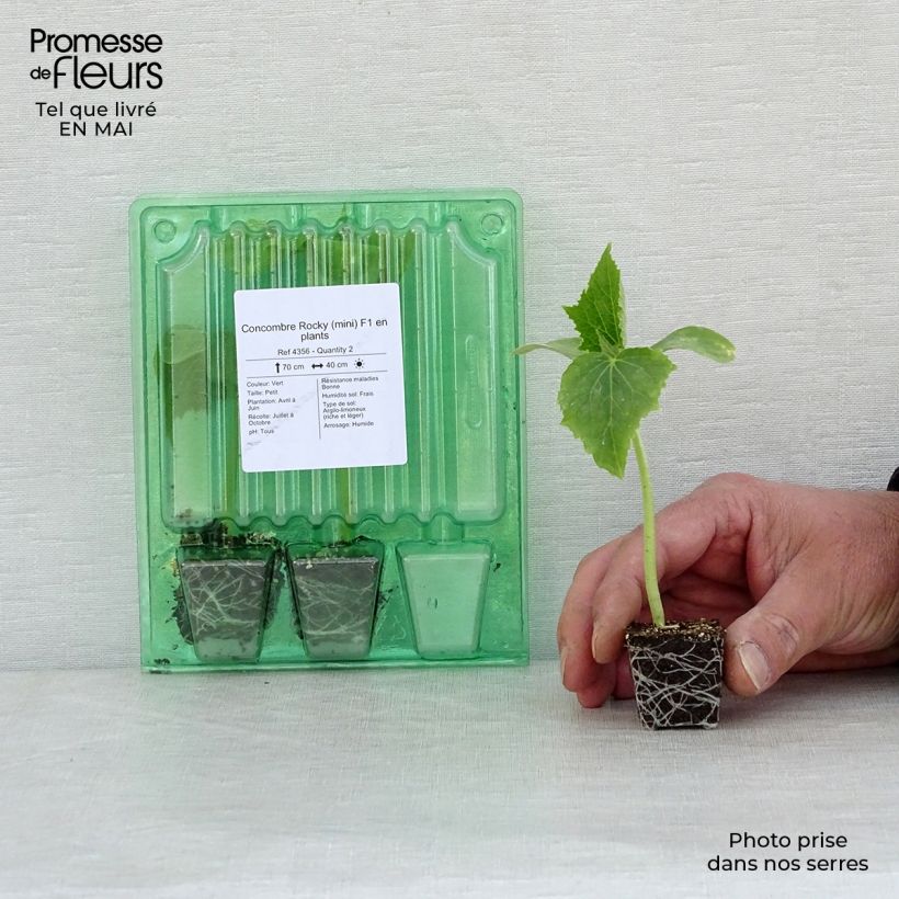 Pepino Rocky F1 minicepellón: Ø 3/4 cm Ejemplar entregado en la primavera