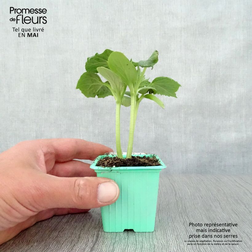 Pepino Tanja (plantas) Maceta de 7/8 cm Ejemplar entregado en la primavera