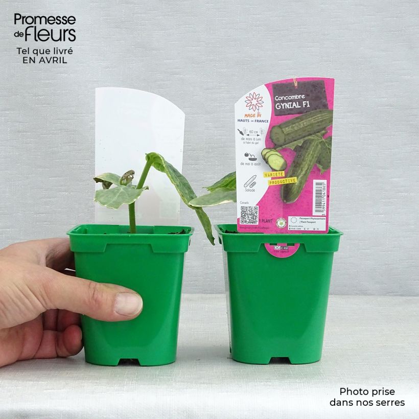 Pepino Gynial F1 Maceta de 10 cm/11 cm Ejemplar entregado en la primavera