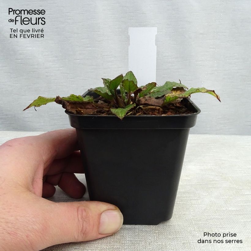 Symphytum azureum - Consuelda Azul Maceta de 8/9 cm Ejemplar entregado en invierno