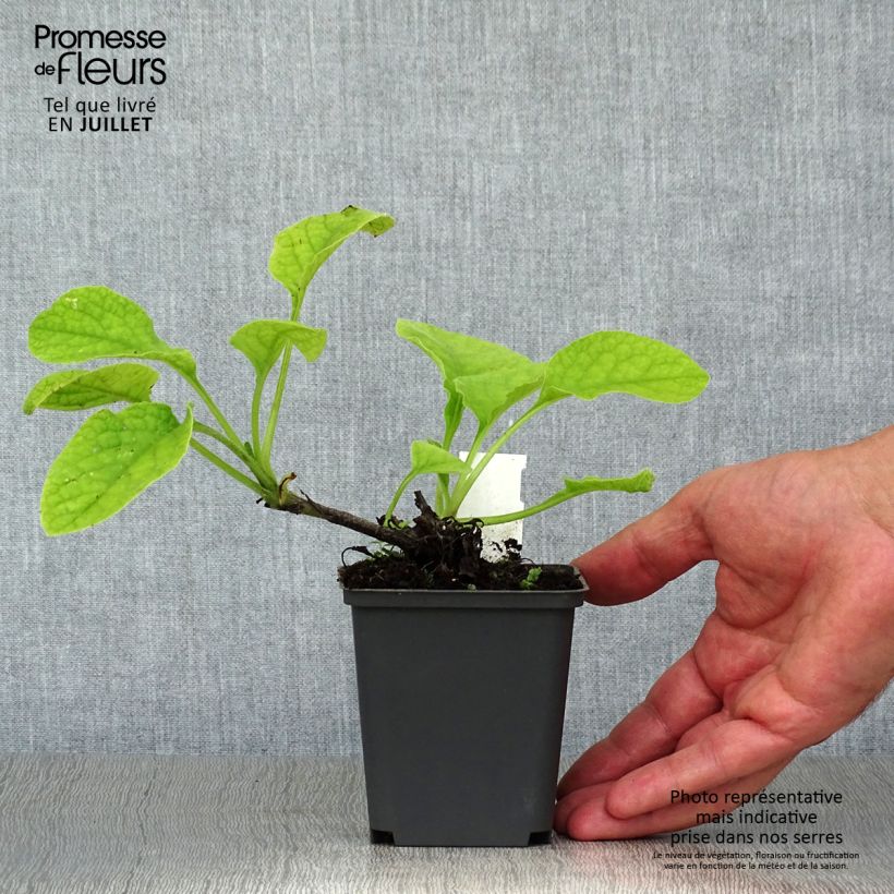 Ejemplar de Symphytum grandiflorum Hidcote Pink - Consuelda Maceta de 8/9 cm entregado en verano
