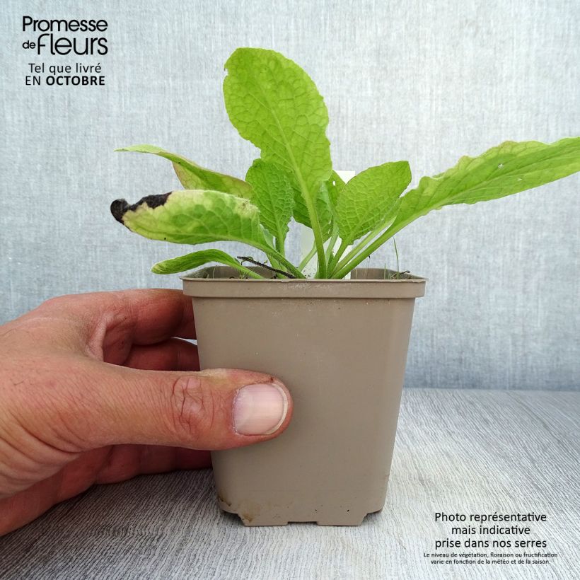 Ejemplar de Symphytum grandiflorum Sky Blue Pink - Consuelda Maceta de 8/9 cm entregado en otoño