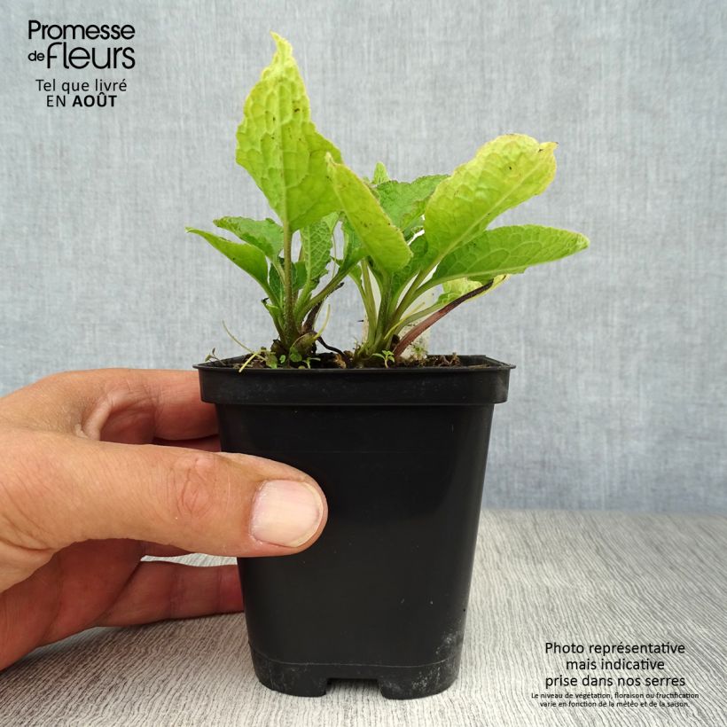 Ejemplar de Consuelda - Symphytum grandiflorum Maceta de 8/9 cm entregado en verano