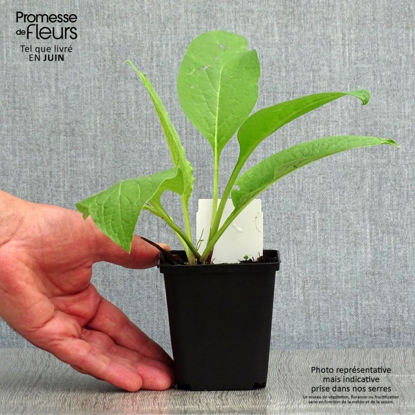 Ejemplar de Consuelda - Symphytum officinale Maceta de 8/9 cm entregado en verano