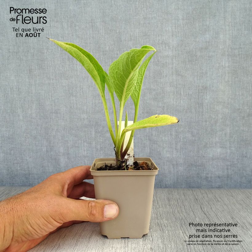 Ejemplar de Symphytum rubrum - Consuelda Maceta de 8/9 cm entregado en verano
