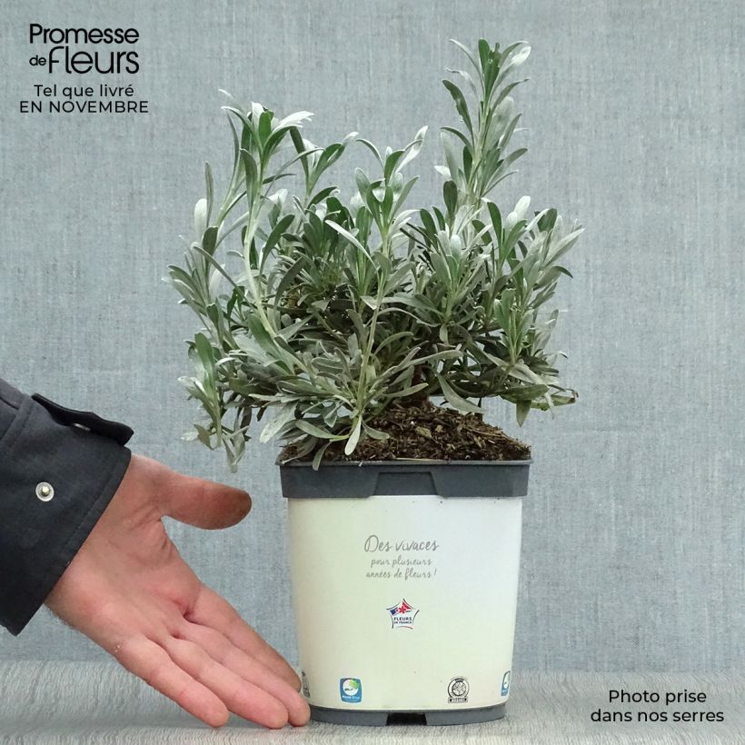Ejemplar de Convolvulus cneorum - Campanilla plateada Maceta 2L/3L entregado en otoño