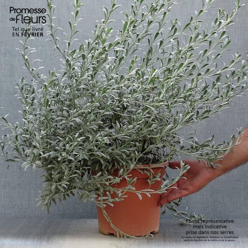 Ejemplar de Convolvulus cneorum - Campanilla plateada Maceta 7,5L/10L entregado en otoño