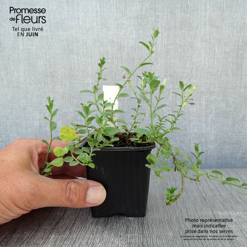 Ejemplar de Convolvulus sabatius - Campanilla azul Maceta de 8/9 cmAltura de entrega aprox. 10/15cm entregado en verano