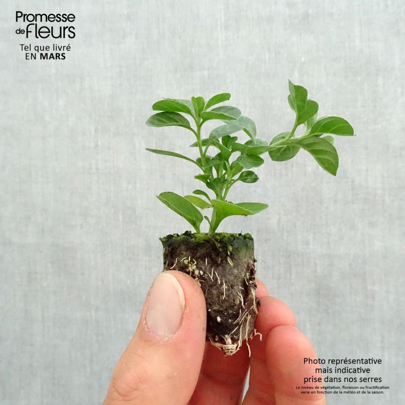 Convolvulus sabatius Maroccan Beauty minicepellón: Ø 3/4 cm Ejemplar entregado en la primavera