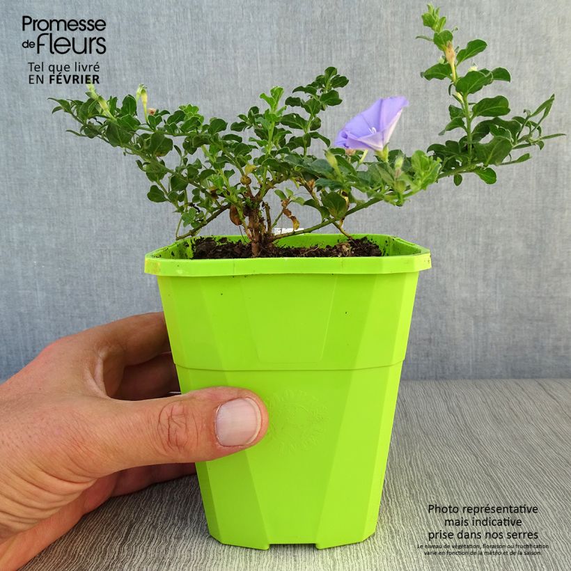 Ejemplar de Convolvulus sabatius Maroccan Beauty Maceta 1L/1,5L entregado en otoño
