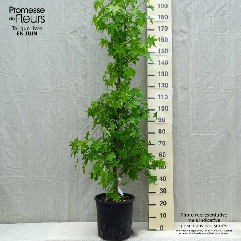 Liquidambar styracyflua Stella Maceta 12L/15LAltura de entrega aprox. 150/200cm Ejemplar entregado en la primavera