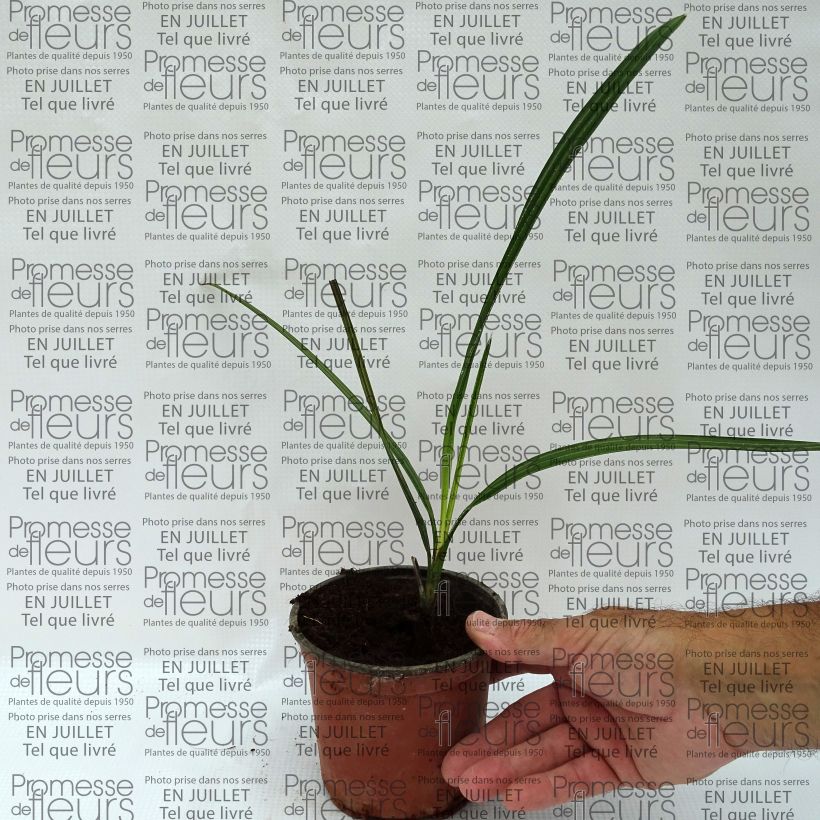 Ejemplar de Copernicia alba - Caranday Maceta de 12 cm / 13 cmAltura de entrega aprox. 20/30cm entregado en verano