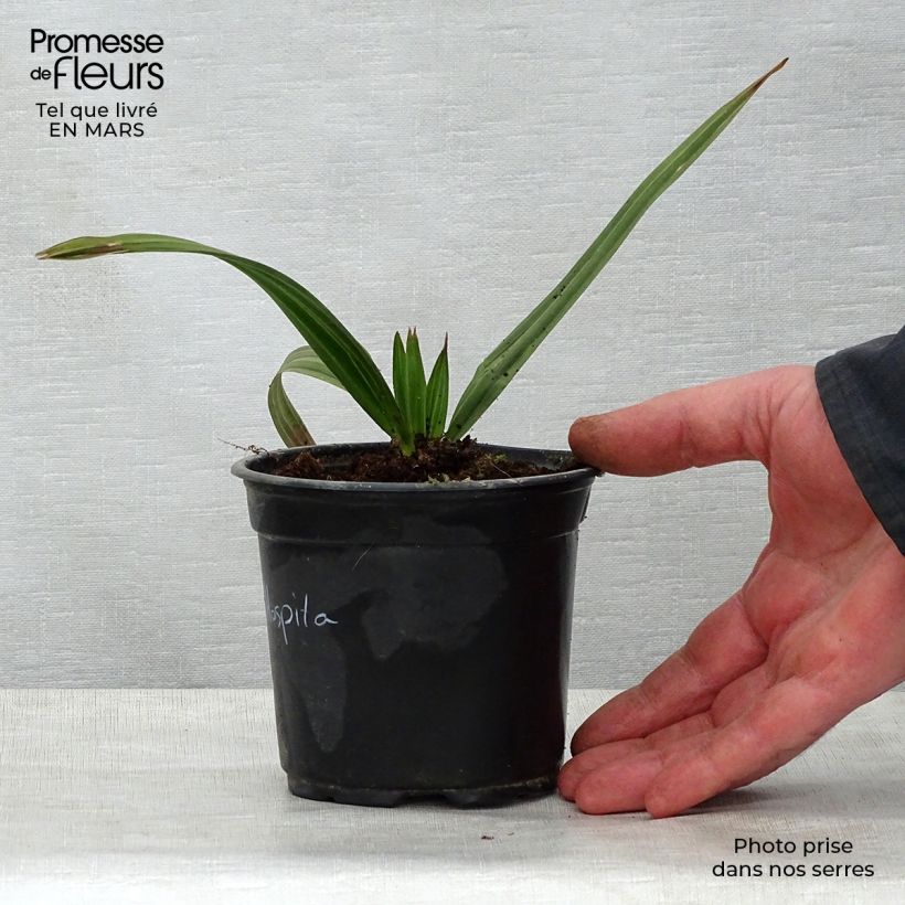 Copernicia hospita - Guano cano Maceta de 12 cm / 13 cmAltura de entrega aprox. 20/30cm Ejemplar entregado en la primavera