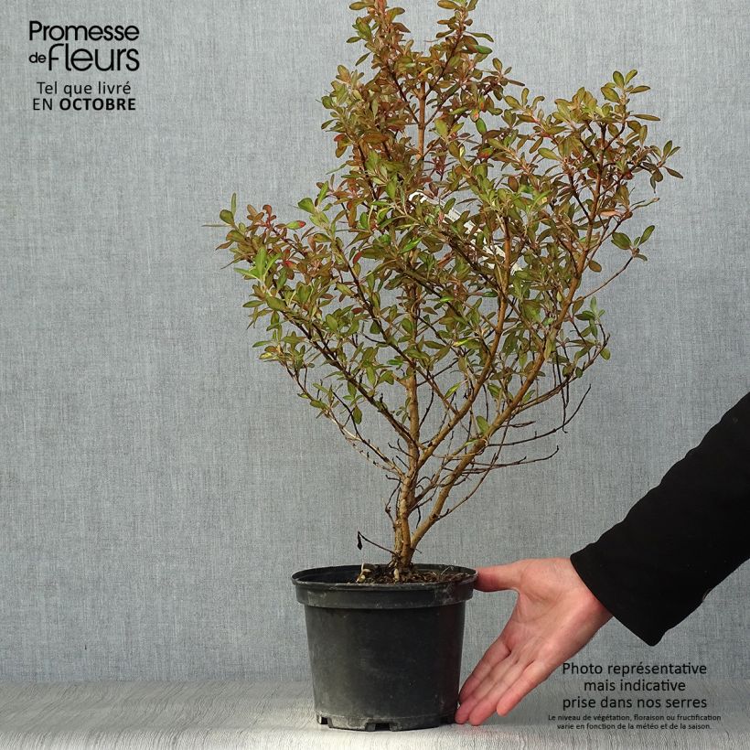 Ejemplar de Coprosma Evening Glow Maceta 2L/3L entregado en otoño