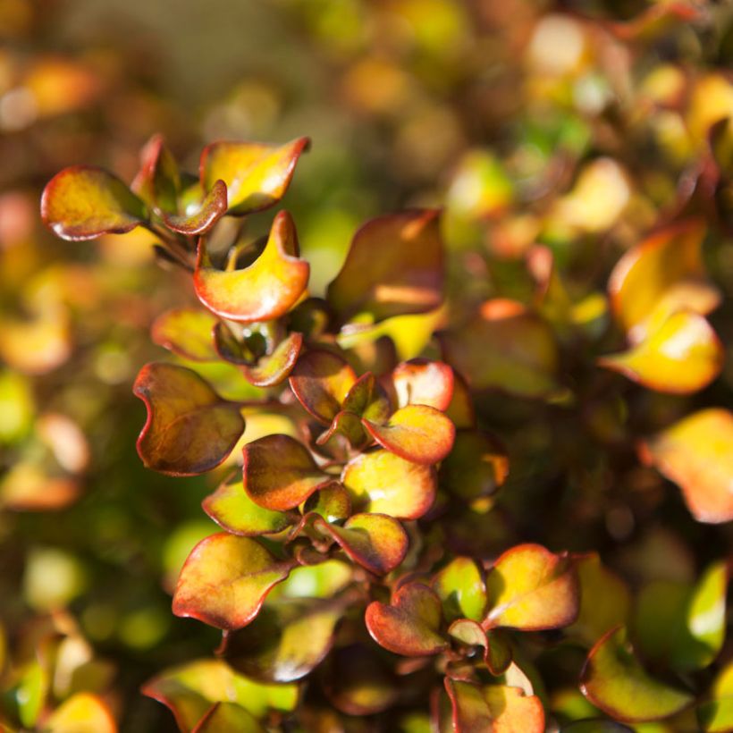 Coprosma robusta Pina colada (Follaje)