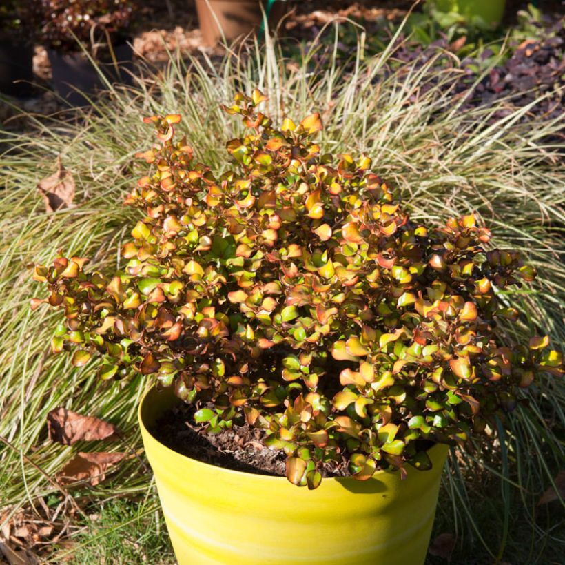Coprosma robusta Pina colada (Porte)