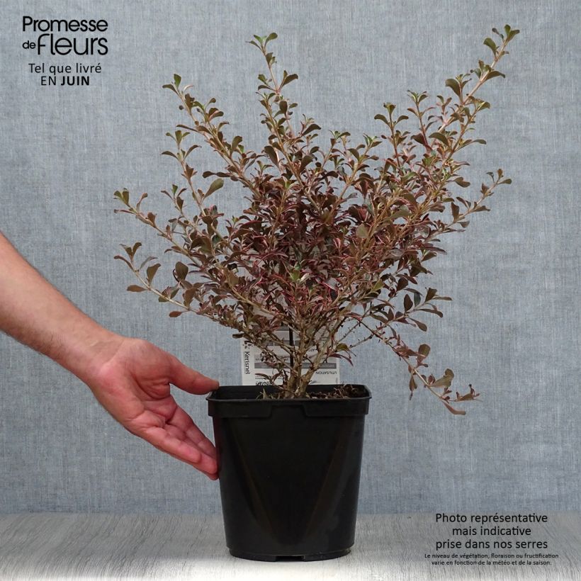 Ejemplar de Coprosma repens Fire Burst Maceta 3L/4L entregado en verano