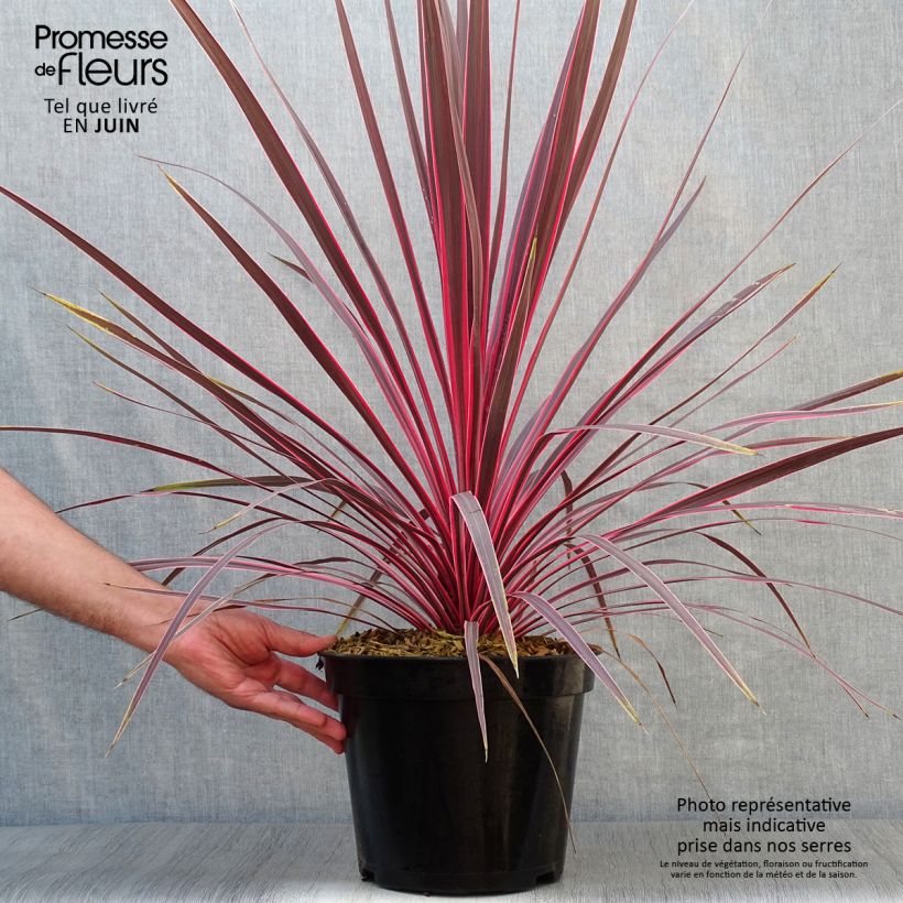 Ejemplar de Cordiline Charlie boy- Cordyline australis Maceta 4L/5LAltura de entrega aprox. 80cm entregado en verano