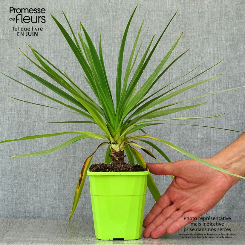 Ejemplar de Cordiline Ti Tawhiti- Cordyline australis Maceta 1L/1,5L entregado en verano