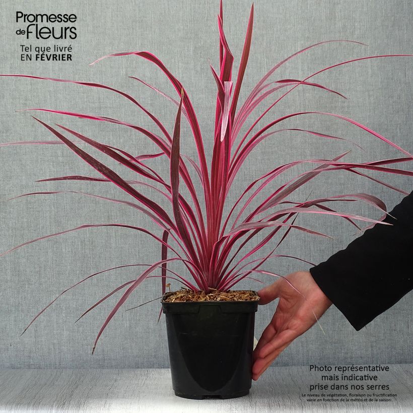 Ejemplar de Cordiline Cherry Sensation- Cordyline australis Maceta 2L/3L entregado en otoño