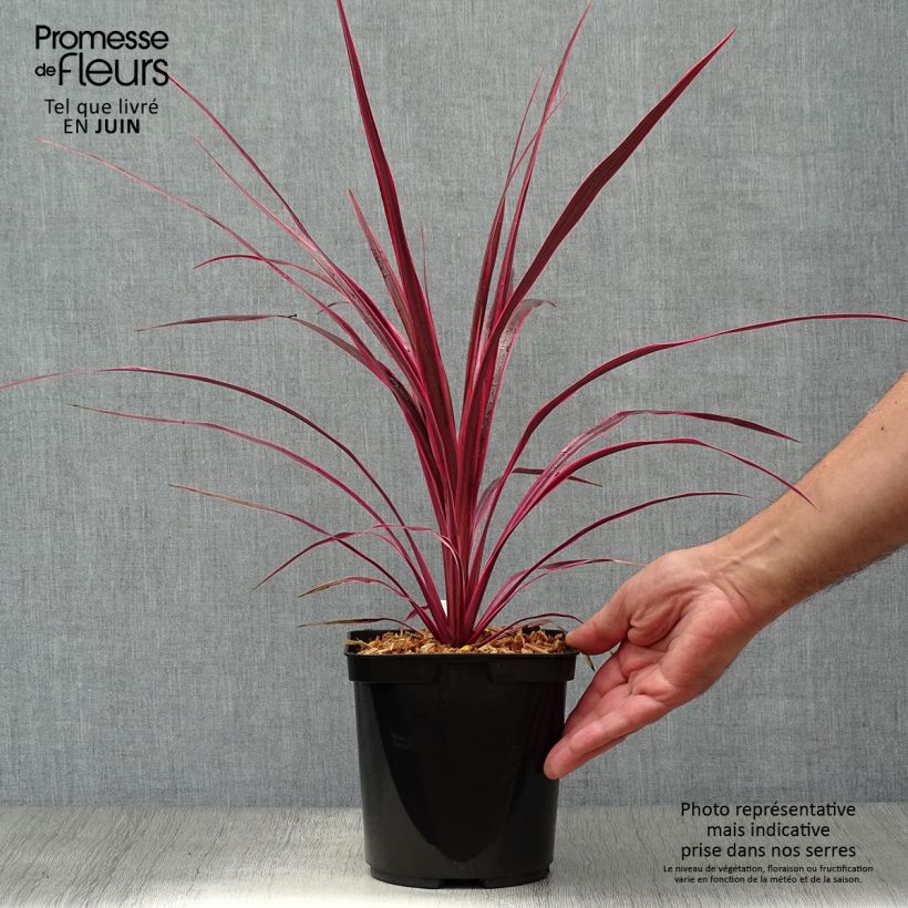 Ejemplar de Cordiline Cherry Sensation- Cordyline australis Maceta 2L/3L entregado en verano