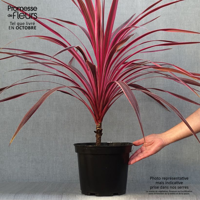 Ejemplar de Cordiline Cherry Sensation- Cordyline australis Maceta 6L/7L entregado en otoño