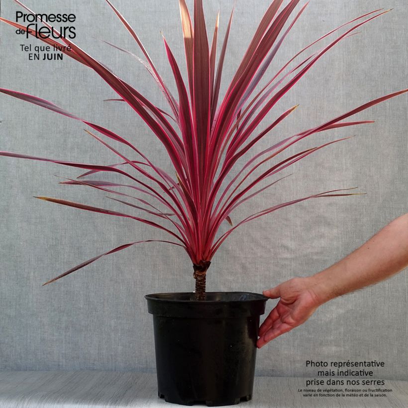 Ejemplar de Cordiline Cherry Sensation- Cordyline australis Maceta 6L/7LAltura de entrega aprox. 80/100cm entregado en verano