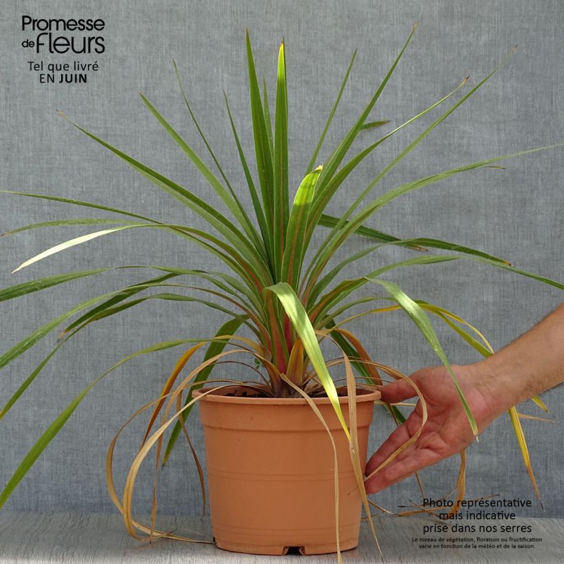 Ejemplar de Cordiline Peko- Cordyline australis Maceta 3L/4L entregado en verano