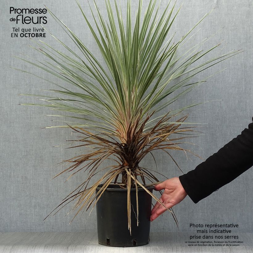 Ejemplar de Cordiline Pink Champagne- Cordyline australis Maceta 3L/4L entregado en otoño