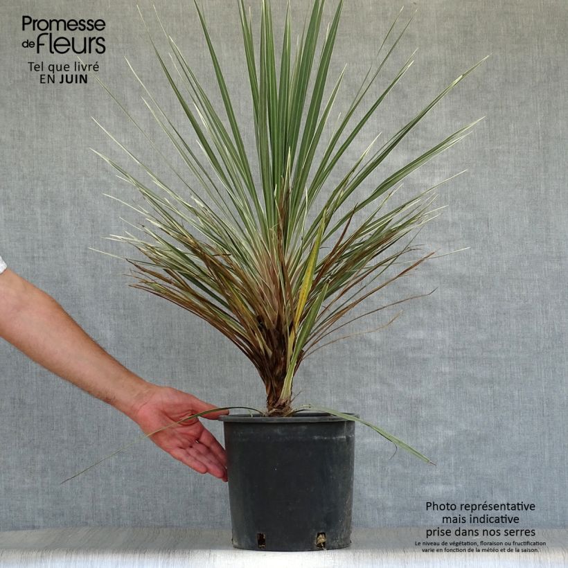 Ejemplar de Cordiline Pink Champagne- Cordyline australis Maceta 7,5L/10LAltura de entrega aprox. 40+cm entregado en verano