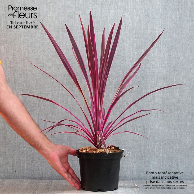 Ejemplar de Cordiline Pink passion- Cordyline australis Maceta 2L/3LAltura de entrega aprox. 40/50cm entregado en verano