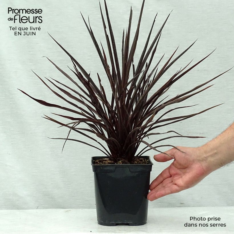 Ejemplar de Cordiline Red Star- Cordyline australis Maceta 2L/3L entregado en verano