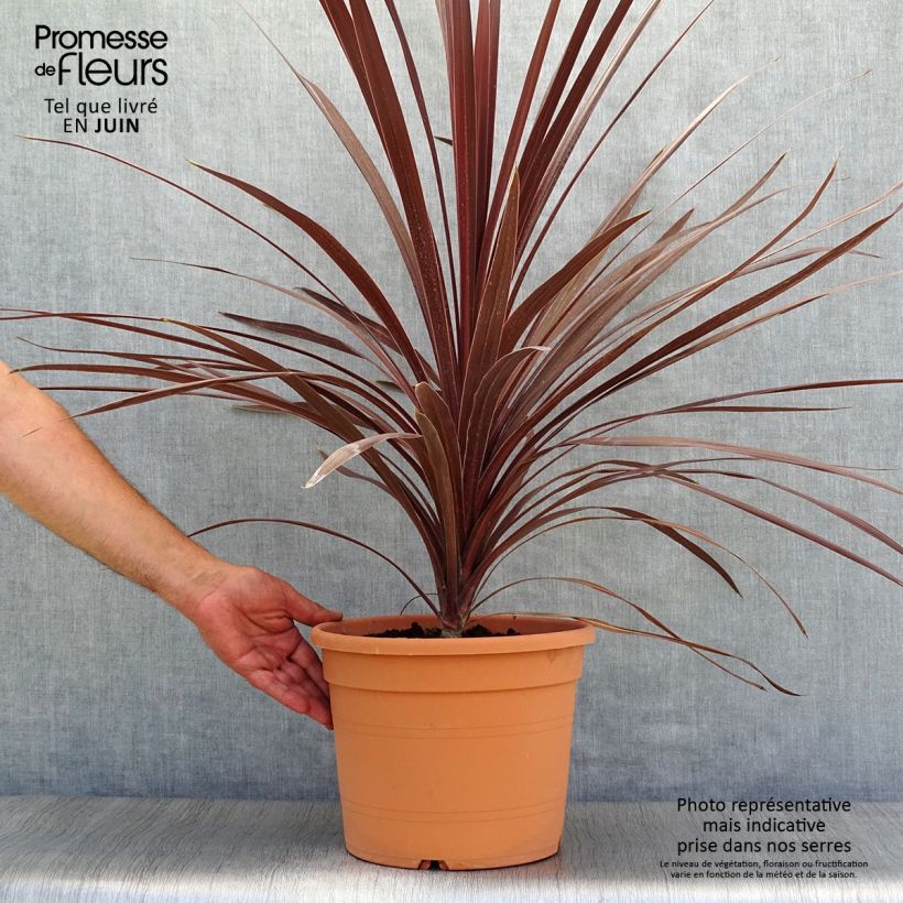 Ejemplar de Cordiline Red Star- Cordyline australis Maceta 7,5L/10L entregado en verano