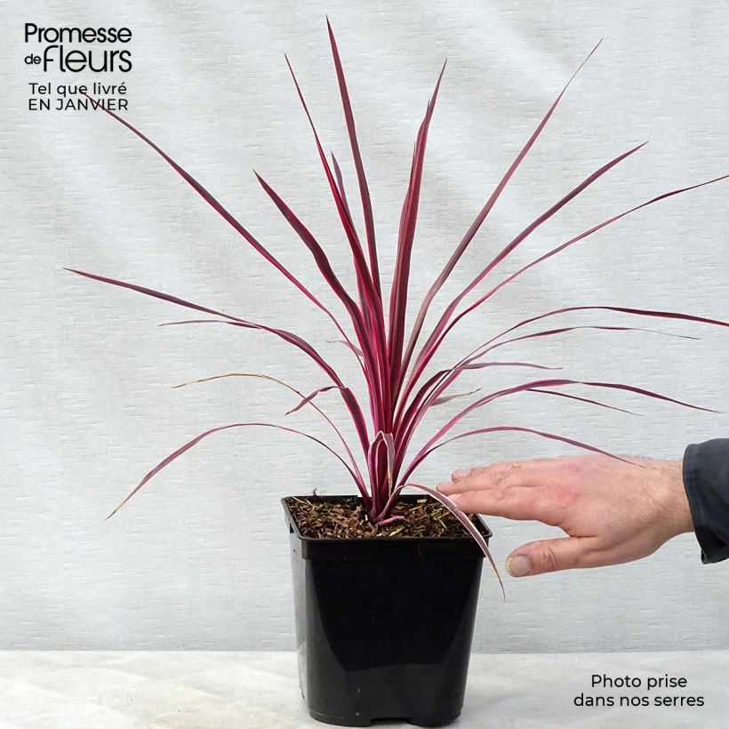 Cordiline Sunrise- Cordyline australis Maceta 3L/4L Ejemplar entregado en invierno