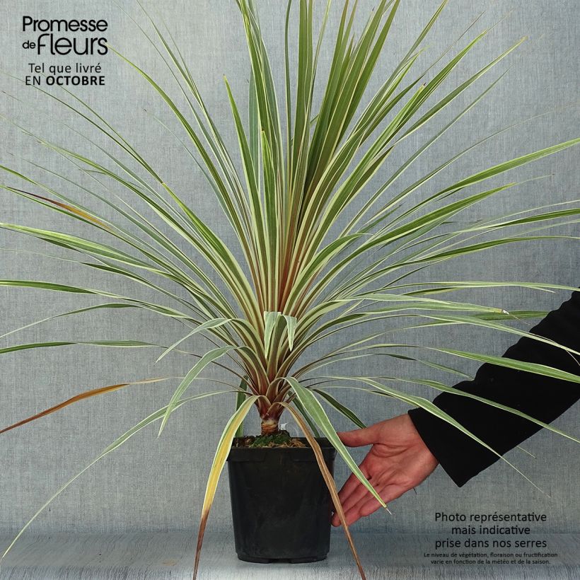 Ejemplar de Cordiline Torbay Dazzler- Cordyline australis Maceta 2L/3L entregado en otoño