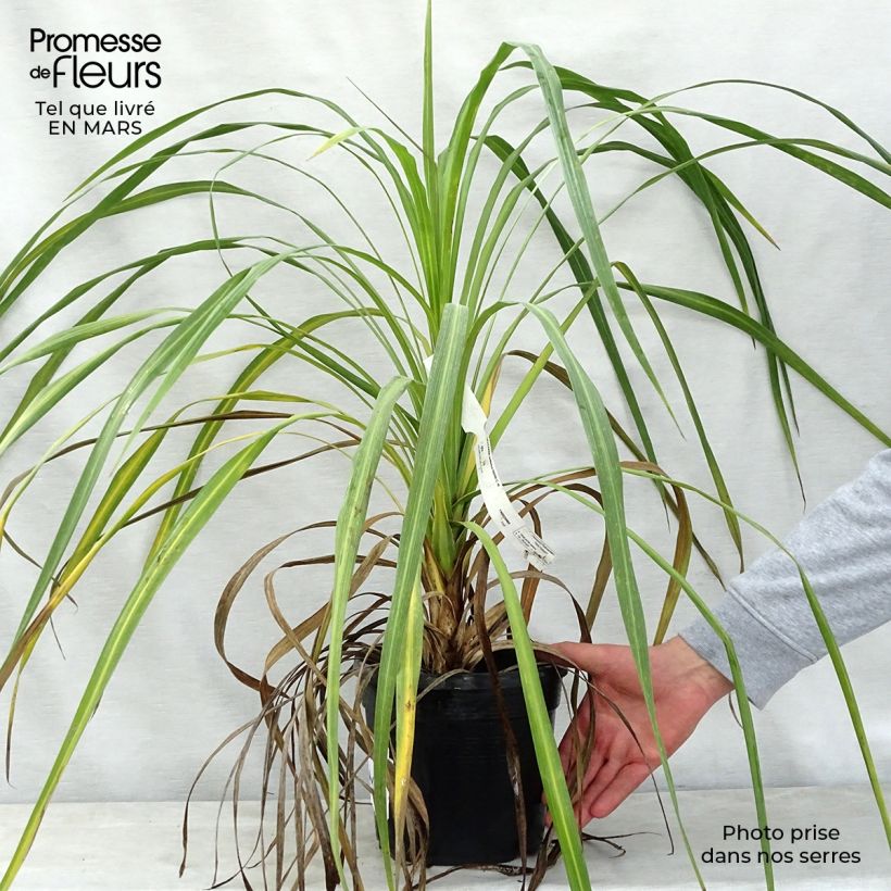 Cordyline indivisa Pot de 3L/4L Ejemplar entregado en la primavera