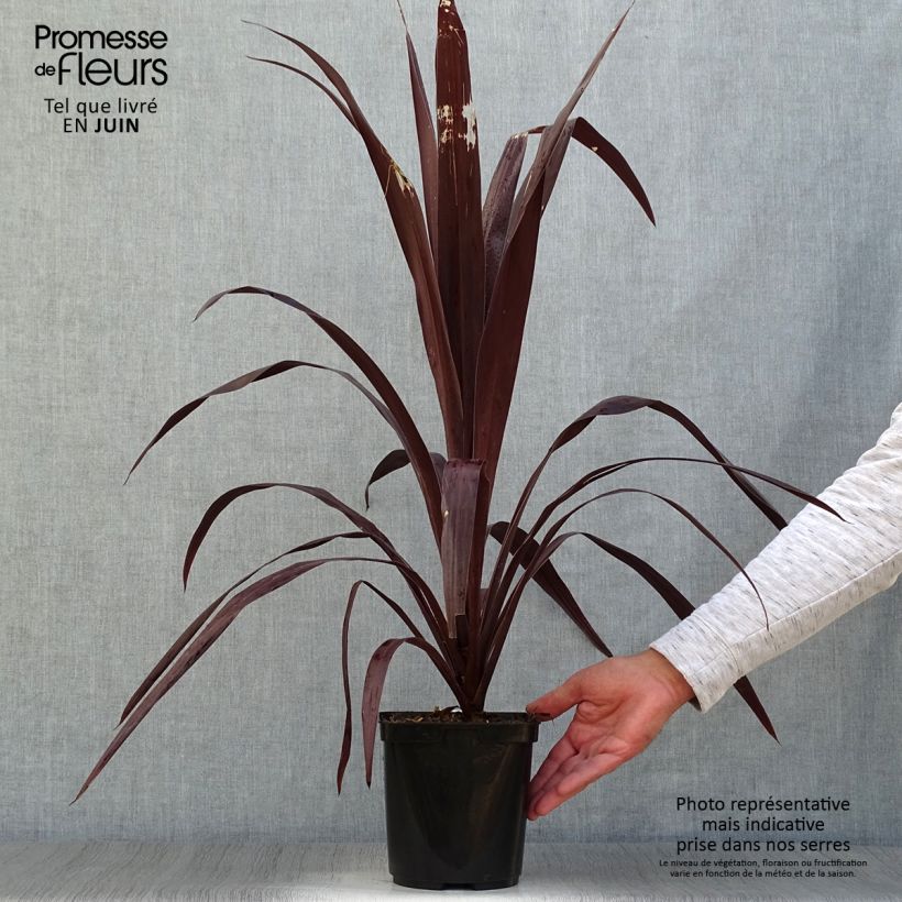 Ejemplar de Cordyline obtecta Superstar Maceta 3L/4L entregado en verano
