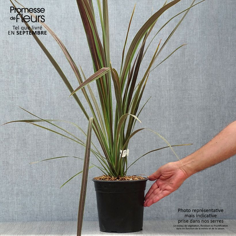 Ejemplar de Cordyline banksii Electric Star Maceta 3L/4L entregado en otoño